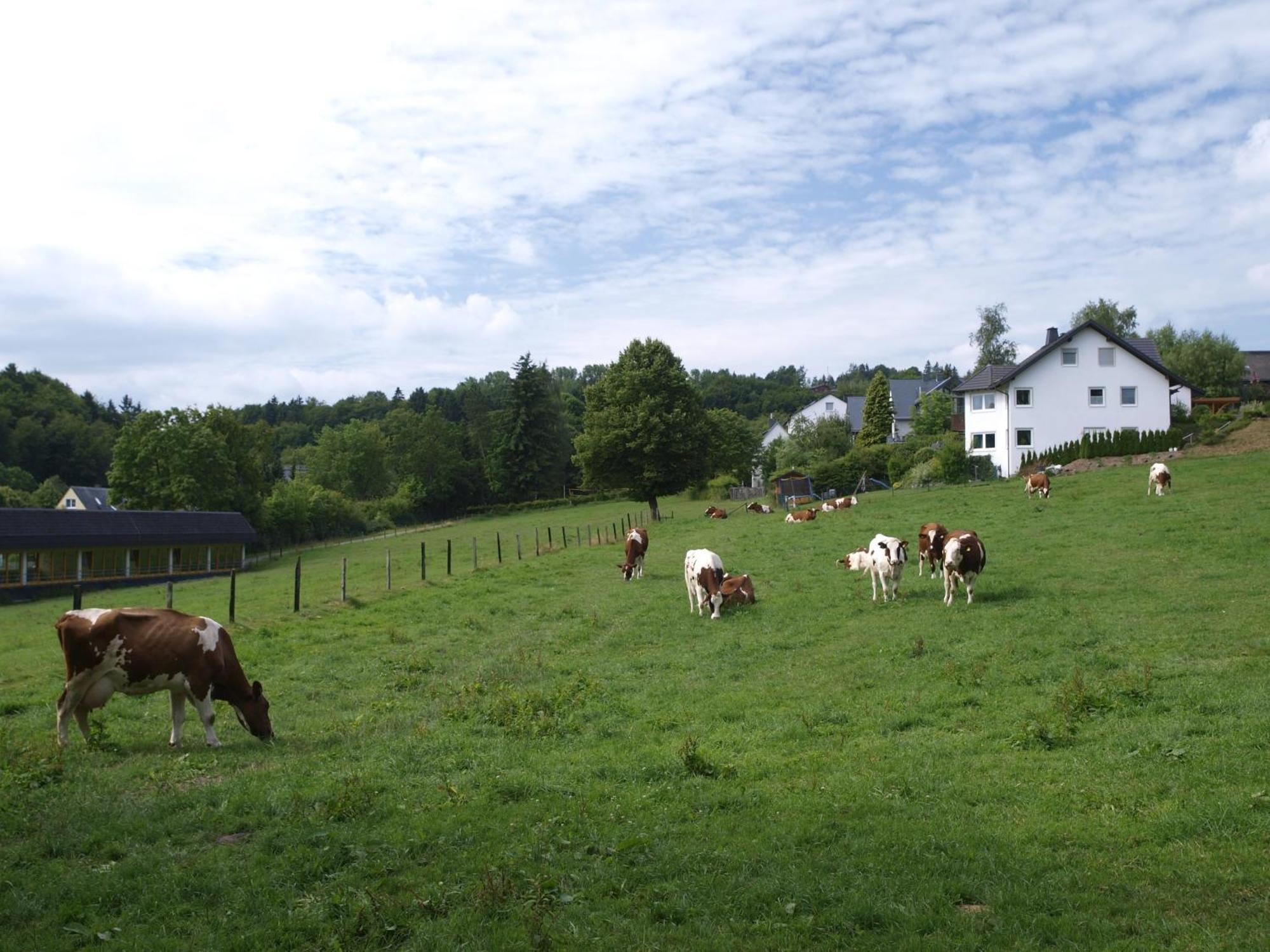 Landhotel Henkenhof Willingen Willingen  Buitenkant foto